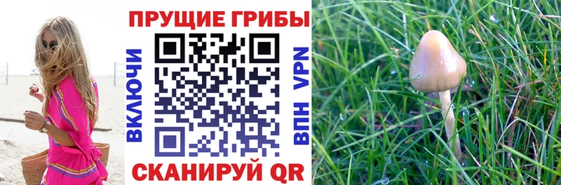 сайты даркнета как зайти  наркотики  Тольятти  Галлюциногенные грибы MAGIC MUSHROOMS 
